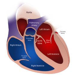 heart, valve, circulatory-2222964.jpg