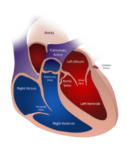 heart, valve, circulatory-2222964.jpg