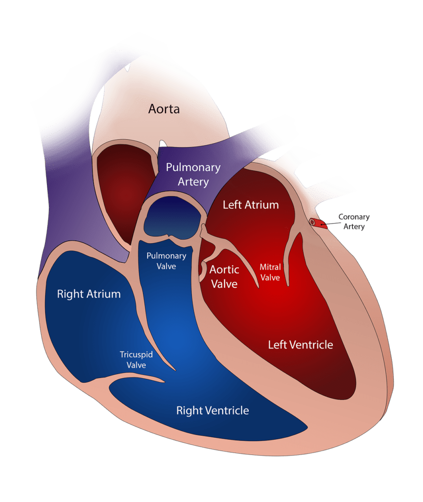 heart, valve, circulatory-2222964.jpg