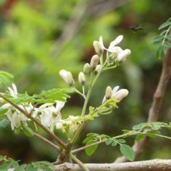 moringa