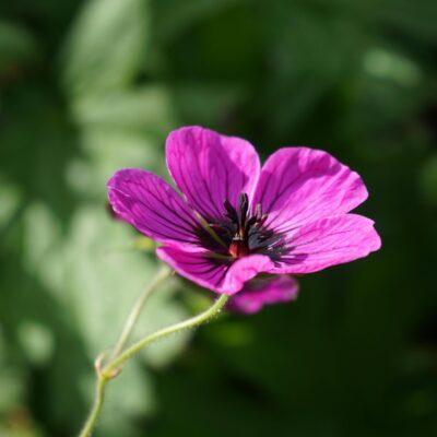 Geranium