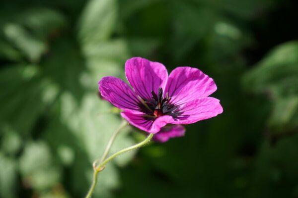 Geranium